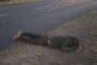 Pedestrian Knocked Down While Dancing: Phoenix - KZN