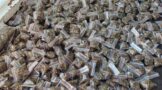 Drug-dealing suspect arrested at Kakamas