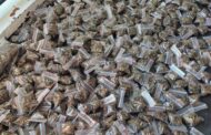 Drug-dealing suspect arrested at Kakamas