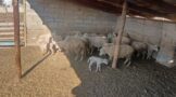 Suspect arrested for possession of stolen livestock in the Bityi policing precinct in the Eastern Cape