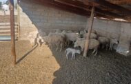 Suspect arrested for possession of stolen livestock in the Bityi policing precinct in the Eastern Cape