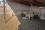 Suspect arrested for possession of stolen livestock in the Bityi policing precinct in the Eastern Cape