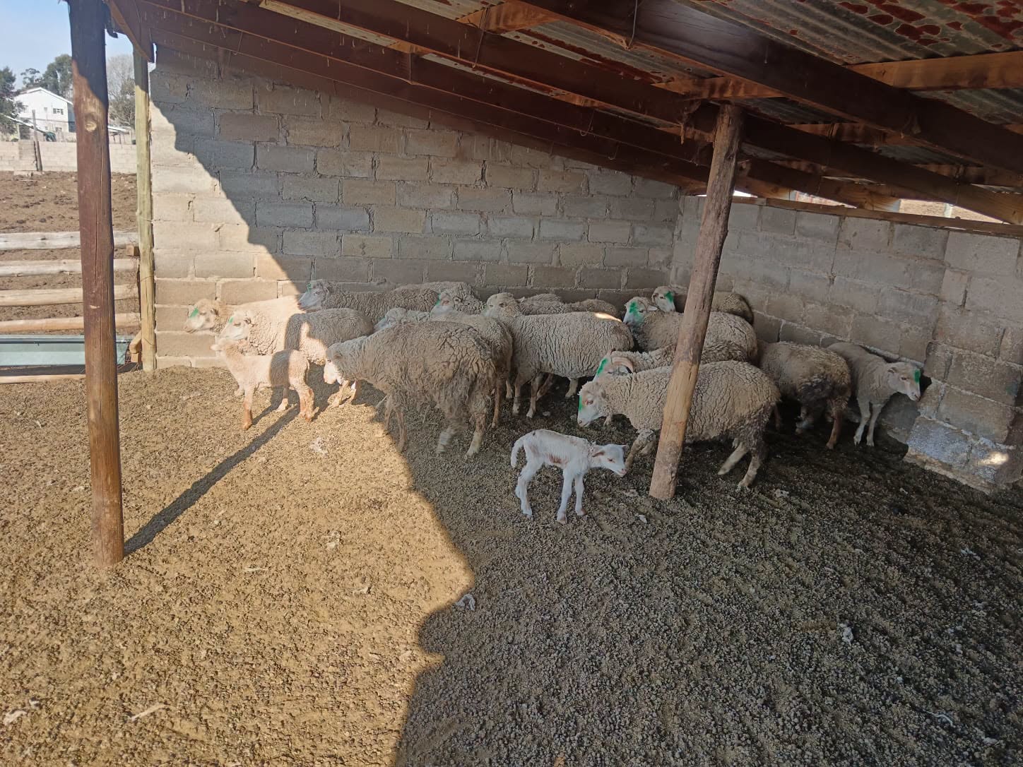 Suspect arrested for possession of stolen livestock in the Bityi policing precinct in the Eastern Cape